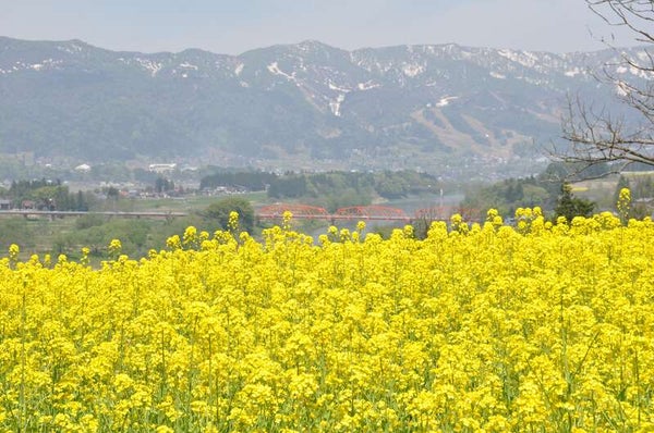 GW!高原温泉リゾートに宿泊!圧巻の雪壁!志賀草津高原ルート「雪の回廊」と花・グルメ・街歩き2